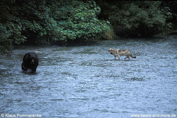 Begegnung von Wolf und Grizzly / Wolf and Grizzly encounter