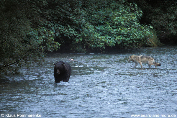 Begegnung von Wolf und Grizzly / Wolf and Grizzly encounter