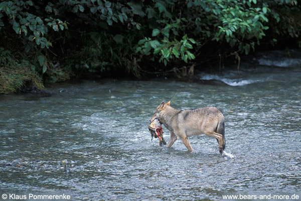 Wolf / Wolf (Canis lupus)