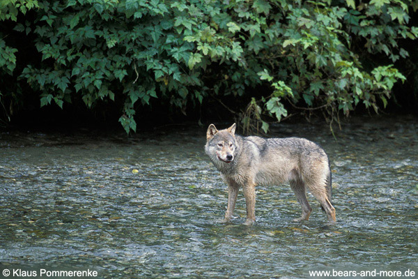 Wolf / Wolf (Canis lupus)