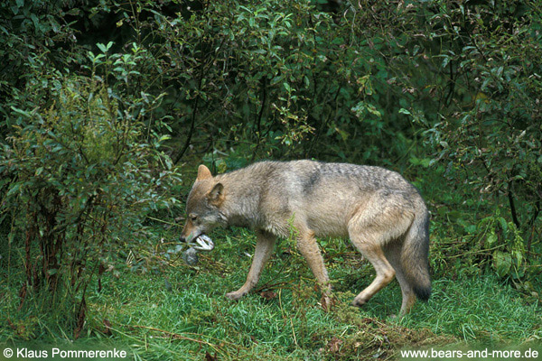 Wolf / Wolf (Canis lupus)