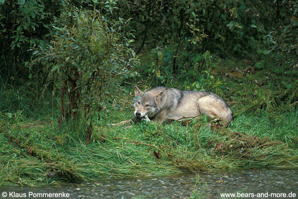 Wolf / Wolf (Canis lupus)