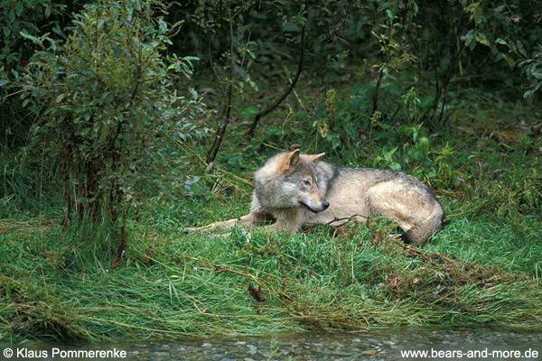 Wolf / Wolf (Canis lupus)