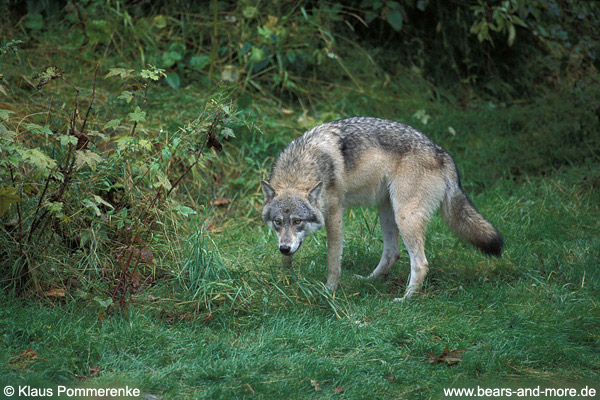 Wolf / Wolf (Canis lupus)