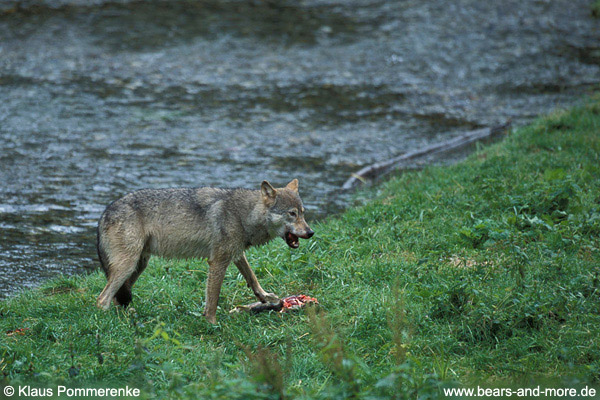 Wolf / Wolf (Canis lupus)