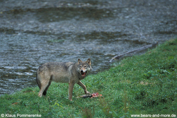 Wolf / Wolf (Canis lupus)