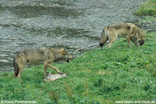 Wolf / Wolf (Canis lupus)