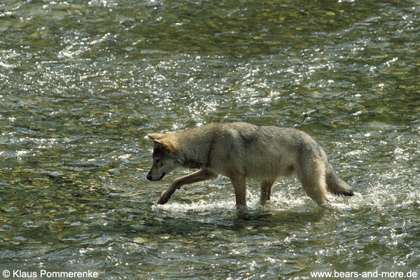 Wolf / Wolf (Canis lupus)
