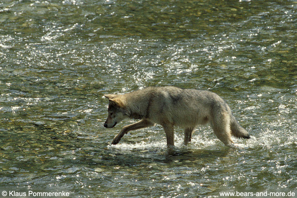 Wolf / Wolf (Canis lupus)