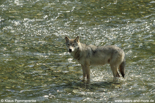 Wolf / Wolf (Canis lupus)