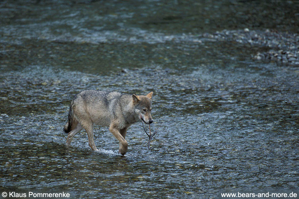 Wolf / Wolf (Canis lupus)