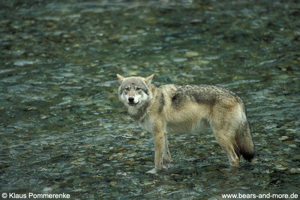 Wolf / Wolf (Canis lupus)