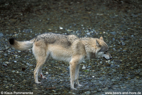 Wolf / Wolf (Canis lupus)