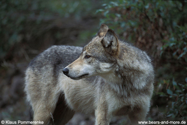 Wolf / Wolf (Canis lupus)