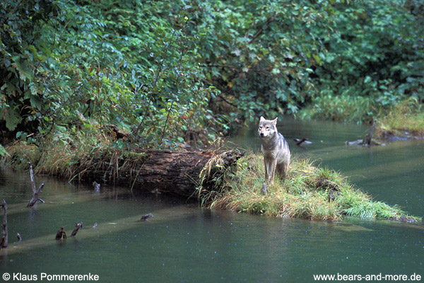 Wolf / Wolf (Canis lupus)