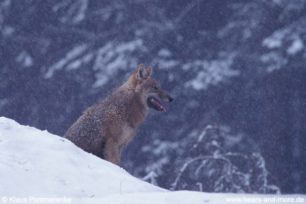 Wolf / Wolf (Canis lupus)