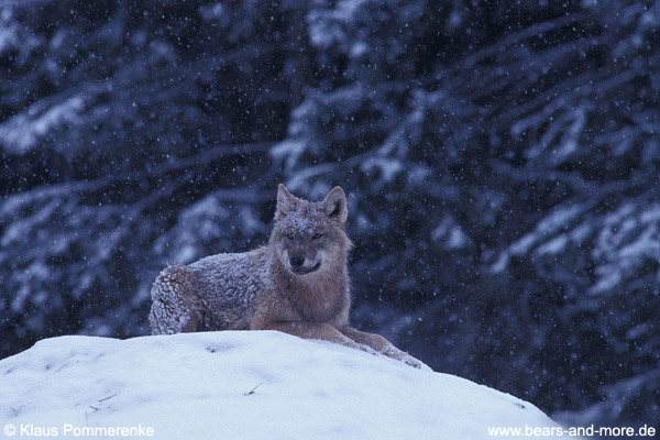 Wolf / Wolf (Canis lupus)