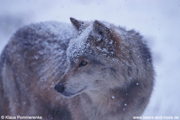 Wolf / Wolf (Canis lupus)