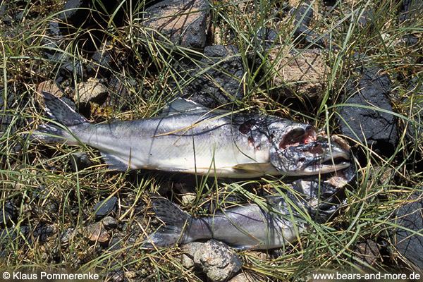 Von Wölfen angefressener Lachs / Salmon partly eaten by wolves