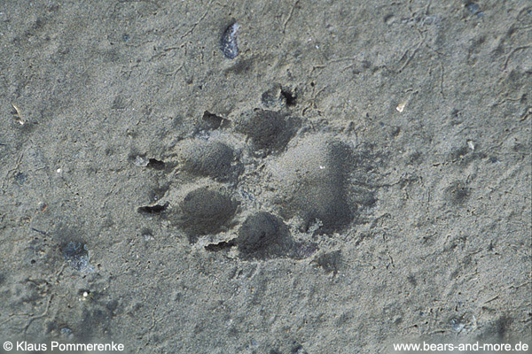 Wolfsfährte / Wolf track