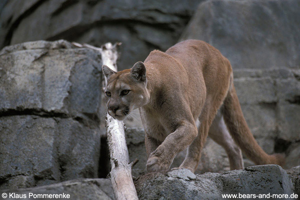 Puma / Cougar (Puma concolor) [C]