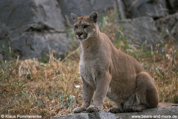 Puma / Cougar (Puma concolor) [C]