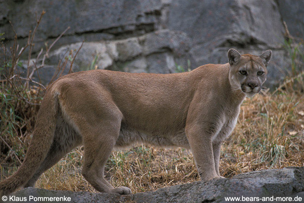 Puma / Cougar (Puma concolor) [C]