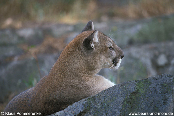 Puma / Cougar (Puma concolor) [C]