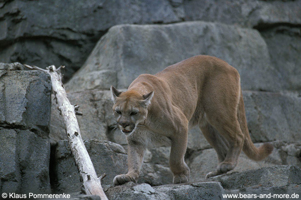 Puma / Cougar (Puma concolor) [C]