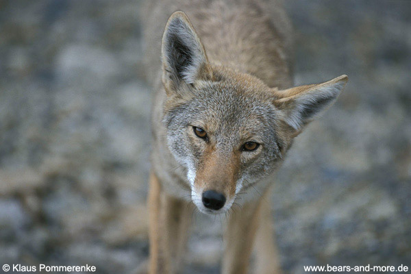 Coyote / Coyote (Canis latrans)