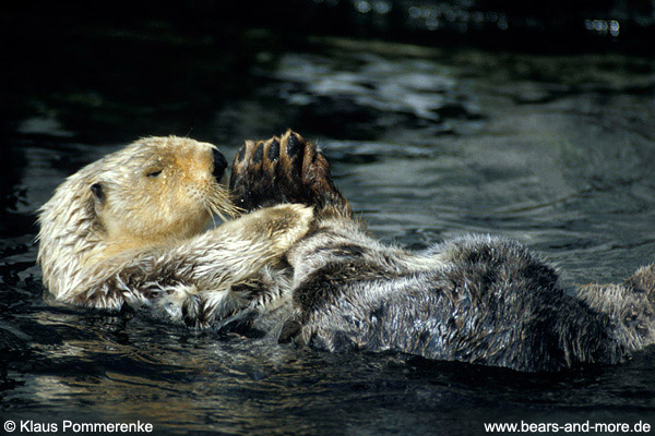 Seeotter / Sea Otter (Enhydra lutris) [C]