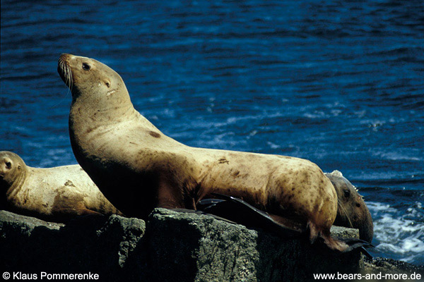 Stellers Seelöwe / Steller Sea-Lion (Eumetopias jubatus)