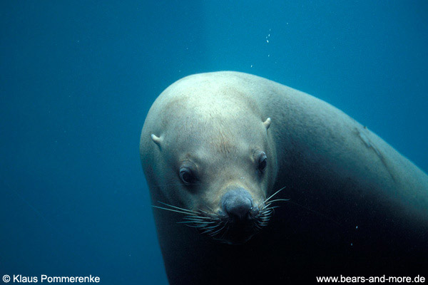 Stellers Seelöwe / Steller Sea-Lion (Eumetopias jubatus) [C]