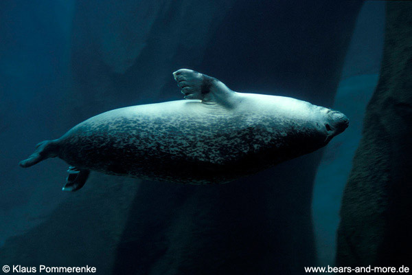 Seehund / Harbour Seal (Phoca vitulina) [C]