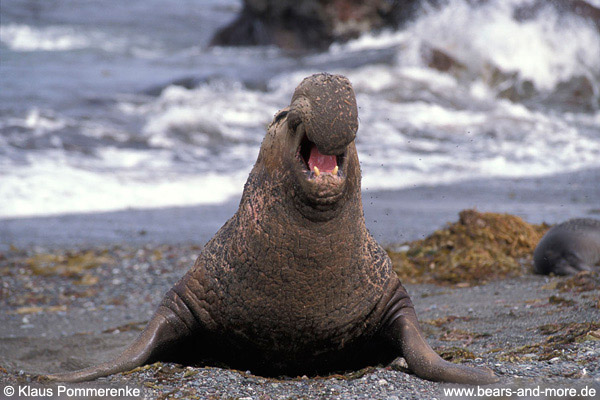 Nördlicher See-Elefant / Northern Elephant Seal (Mirounga angustirostris)