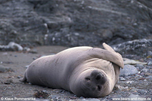 Nördlicher See-Elefant / Northern Elephant Seal (Mirounga angustirostris)