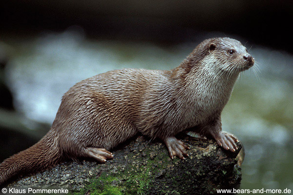 Fischotter / River Otter (Lutra canadensis)