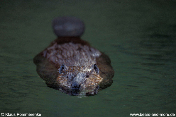 Biber / Beaver (Castor canadensis)