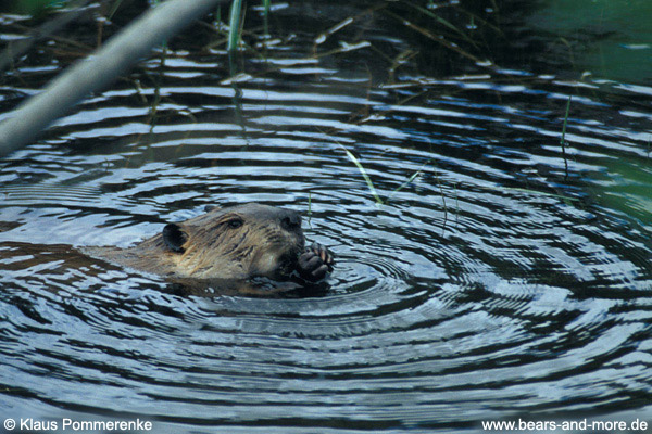 Biber / Beaver (Castor canadensis)