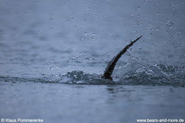 Biber / Beaver (Castor canadensis)