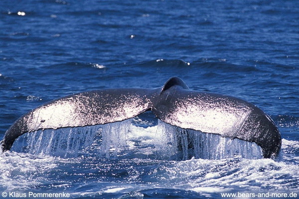 Buckelwal / Humpback Whale (Megaptera novaeangliae)