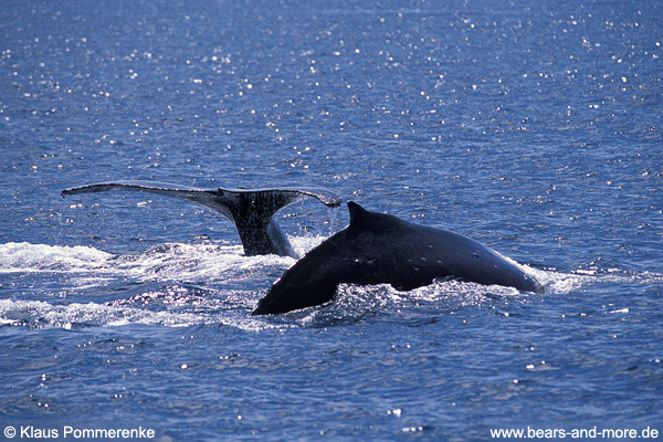 Buckelwal / Humpback Whale (Megaptera novaeangliae)