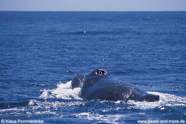 Buckelwal / Humpback Whale (Megaptera novaeangliae)