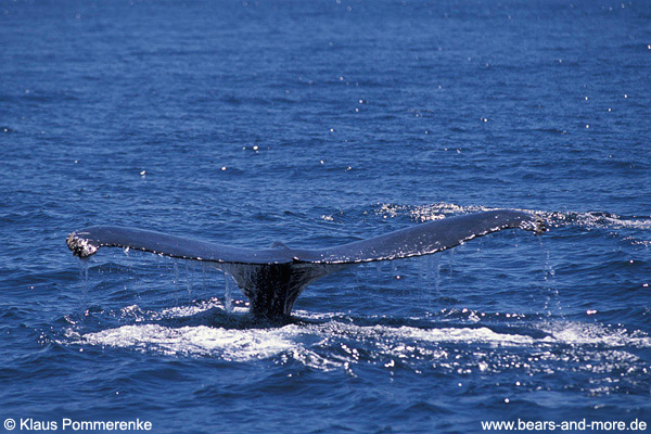 Buckelwal / Humpback Whale (Megaptera novaeangliae)