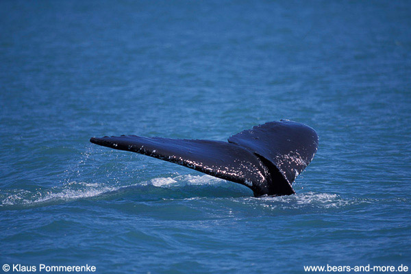 Buckelwal / Humpback Whale (Megaptera novaeangliae)