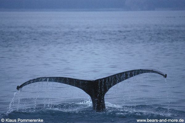 Buckelwal / Humpback Whale (Megaptera novaeangliae)