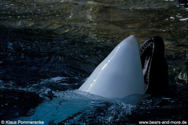 Orca · Schwertwal / Orca (Orcinus orca) [C]