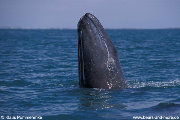 Grauwal / Grey Whale (Eschrichtius robustus)