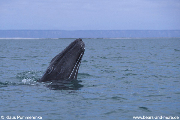 Grauwal / Grey Whale (Eschrichtius robustus)