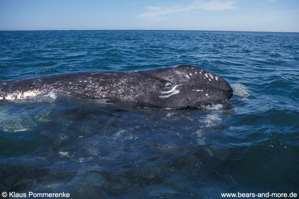 Grauwal / Grey Whale (Eschrichtius robustus)